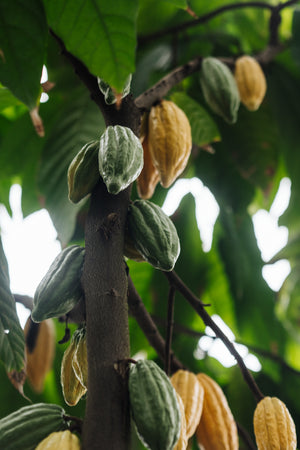 Cacao Nectar